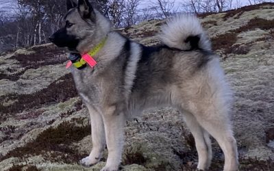 Norsk Elghund Grå som bandhund, løshund og ettersøkshund